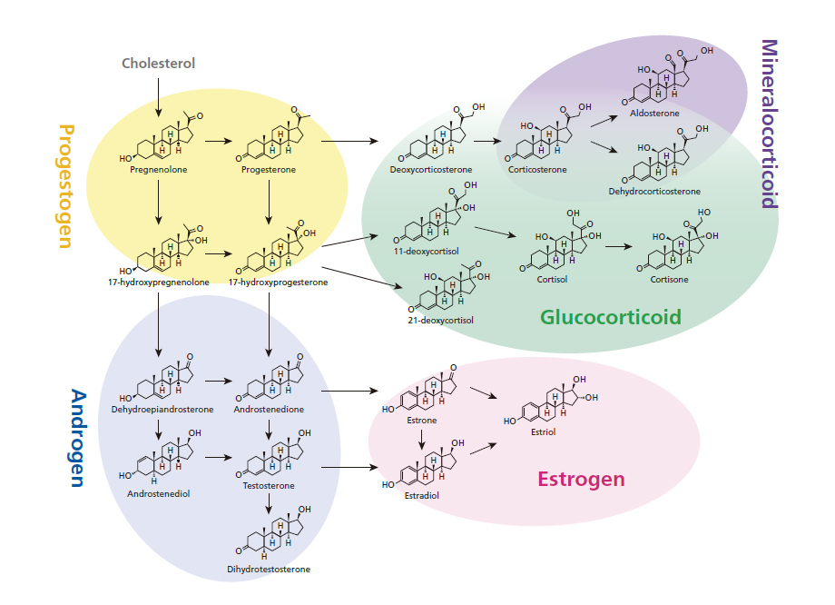 LC/MS/MS Method Package for Steroid Hormones SHIMADZU EUROPA